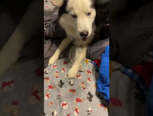 Cute puppy walking and playing on Siberian husky