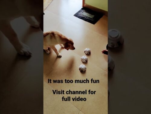 Cute puppy playing games|Fun games|. #shorts #shortsfeed #furryfriend #furryfriends #doglover #dogs