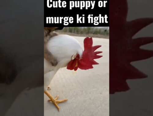 cute puppy or murge ki fight A2 Motivation