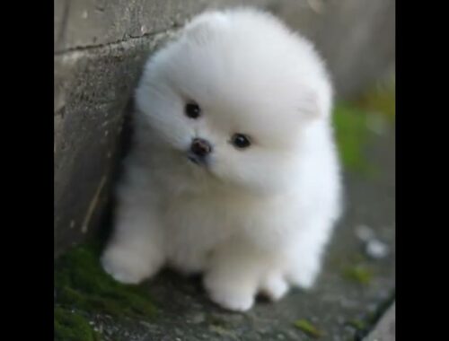 cute puppy #trending#shot#dog