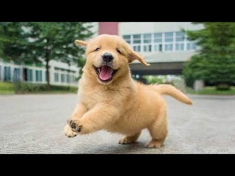 Funniest & Cutest Golden Retriever Puppies - 30 Minutes of Funny Puppy Videos 2022 #13