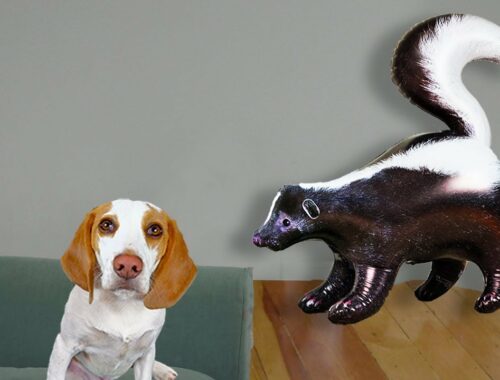 Puppy vs Skunk Invasion Prank! Cute Puppy Dog Indie Surprised by Skunks