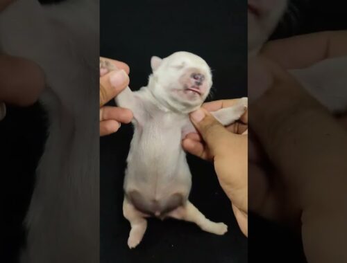 cute puppy #trending #latest #viral #youtubeshorts #shorts