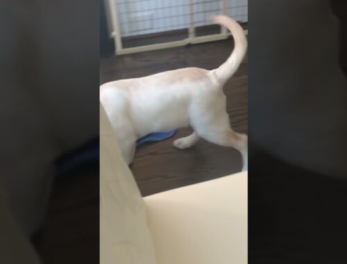 Baby Astro sprints to his bed #shorts #cute #puppy #yellowlab #viral #stay
