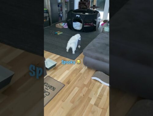 Cute puppy got scared while trying to hide toy