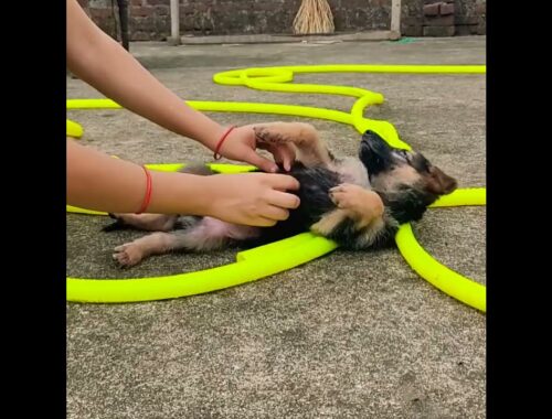 cute puppy video |