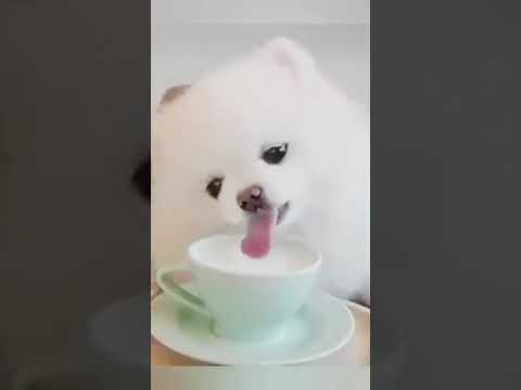 Cute puppy video