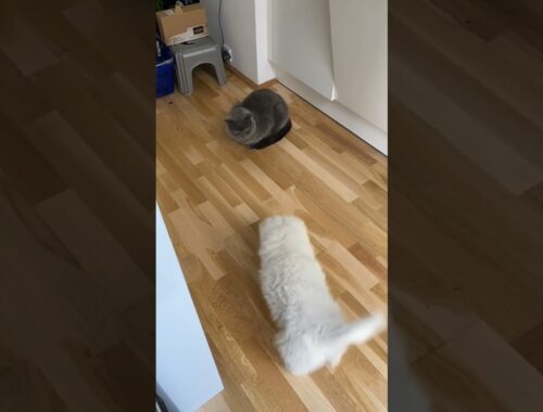 Cute puppy asks cat to play...