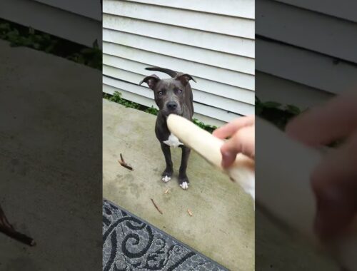Cute puppy wants the bone #pitbull #adorable #cutepuppy #dog