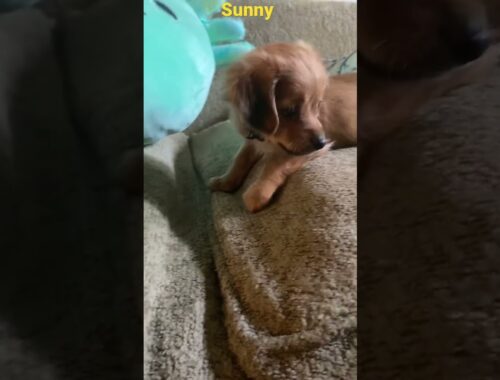 SUNNY (Cute puppy # 1)