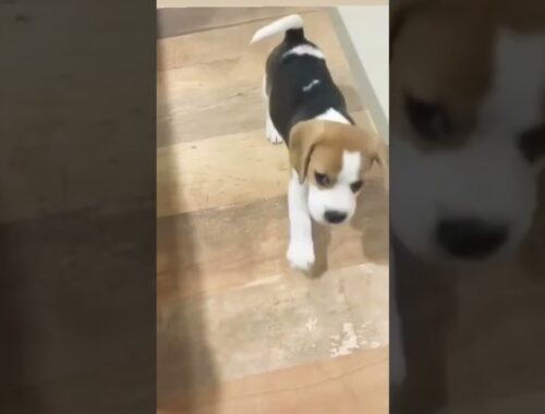 Cute Puppy Beagle #beagle #puppy #video #shorts #dog