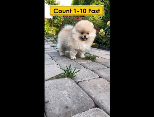 How to Count Fast 1-10 with Cute Puppy Dog Running | #shorts