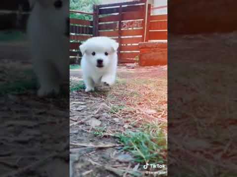 cute puppy  video with song