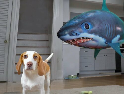 Puppy vs Shark Prank: Cute Puppy Indie Surprised by Giant Shark Attack!