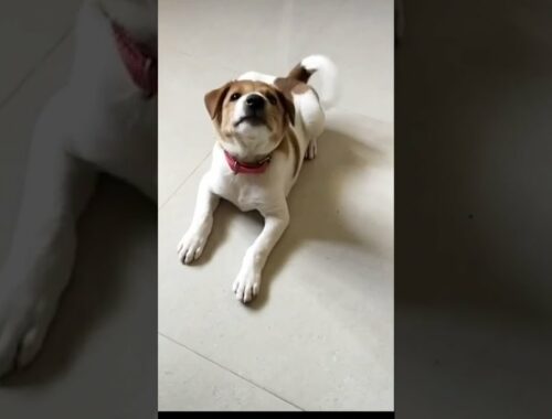 My puppy video collection | Cute puppy videos | Teenukutty videos