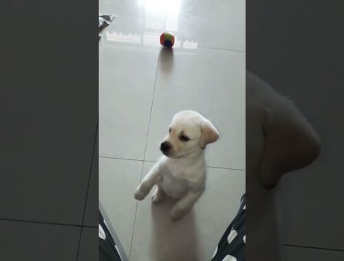 Cute Puppy | Ziku #trending #viral #shorts
