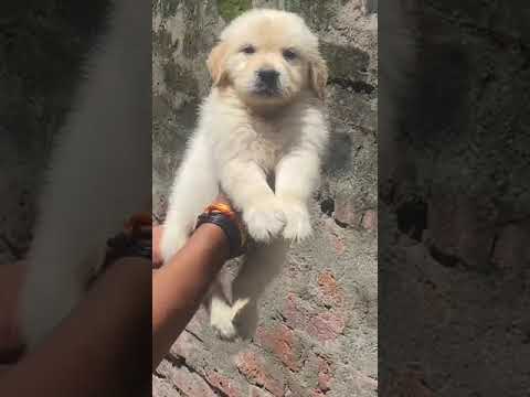 golden retriever cute puppy dog shorts video