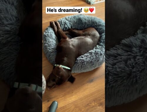 Cute puppy dreaming and barking in sleep #puppy #2022 #cute #funny