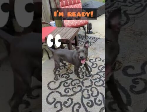 Cute puppy doesn't expect this! #pitbull #dog #funny #funnydogs