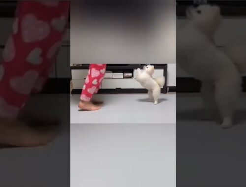 cat like cute puppy awesome dance