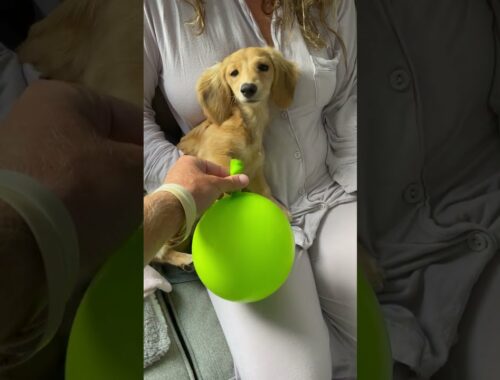 Balloon Surprises Cute Puppy #shorts