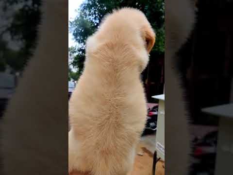 *Golden Retriever cute puppy dog video*