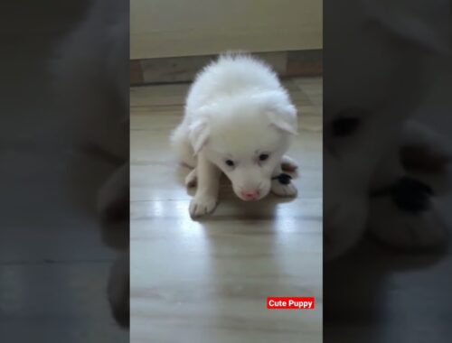 Very Cute Puppy#whatsappstatus #shorts#viralvideo