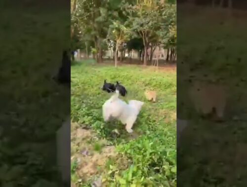 puppies videos , Cute puppy new shorts video , rabbit videos ,New video 2022 #shorts  #puppy #rabbit