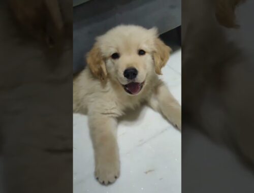Cute Dog | Baby dog | Cute Puppy