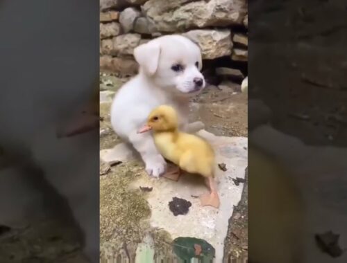 cute puppy helping duck #shorts #trending #youtubers #youtube #india #love #vlogs #vlogging #love