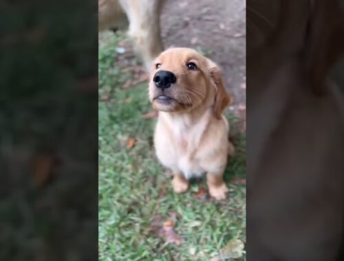 Eagerly Looking for food #cute #puppy #dog #puppies #golden #trending #food #look #funny #funnyvideo