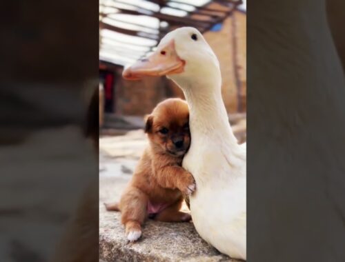 cute puppy and duck love | best friends forever | #shorts