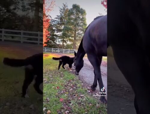 Cute puppy playing with a horse