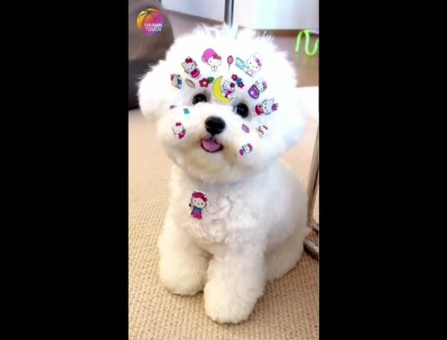 Cute Puppy with Hello Kitty Stickers All over Face