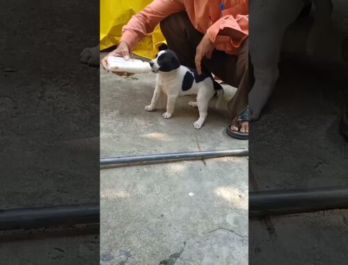 I am giving milk to new cute Puppy first time infront of my kitten. #mgymanojgeetayog #puppy