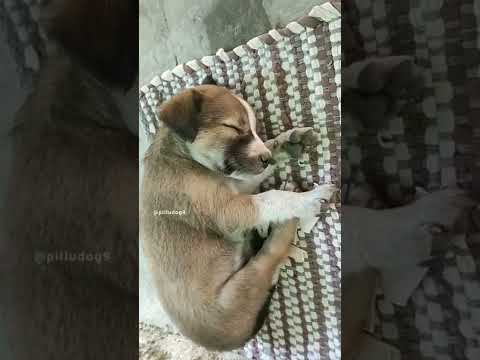 Cute Puppy Sleeping #dog #dogs #shorts #short #animals #shortvideo #youtubeshorts