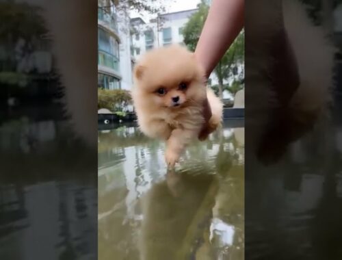 Flying Cute Puppy #shorts