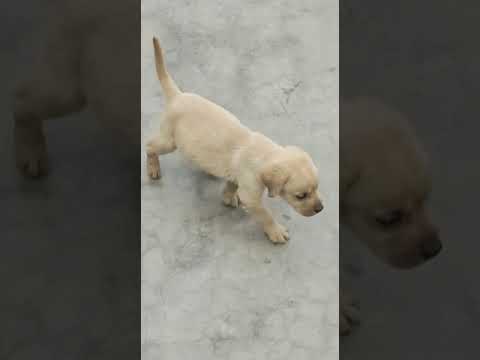 Labrador cute puppy available for sale in low price om dog kennel india cheapest dog market book now