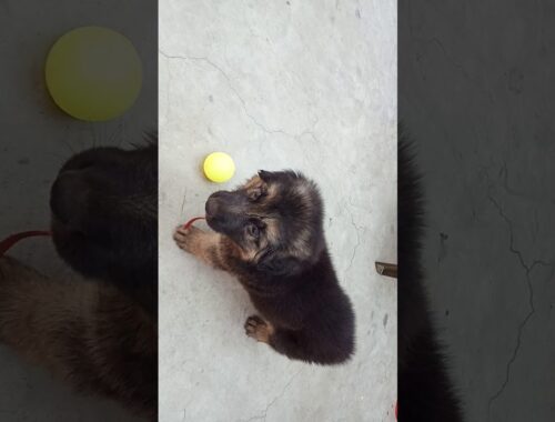german shepherd cute puppy | Double Coat Gsd | Gsd play with ball | Dangerous Gsd Play with ball