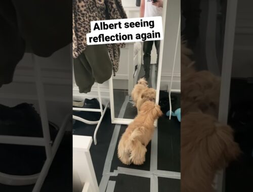 Cute Puppy Sees Himself In The Mirror For The First Time | Shih Tzu Albert | Dog Life