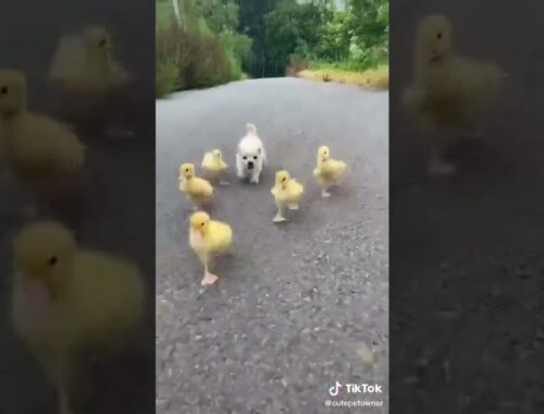 Cute Puppy and birds