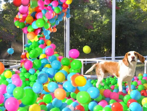 Owner Turns Porch Into Ball Pit for Puppy: Cute Puppy Dog Indie Gets MEGA Ball Pit Surprise w/Maymo