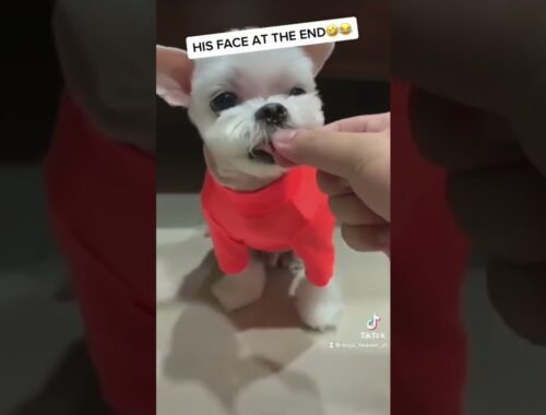 Smile Lovely Cute Puppy - #shorts #fyp #short #viral #cute #tiktok #youtube #youtubeshorts #animals