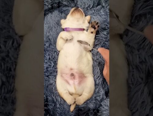 Super cute dog videos from Tiktok - Puppy or Cake? #shorts #cute #puppy  #dogs