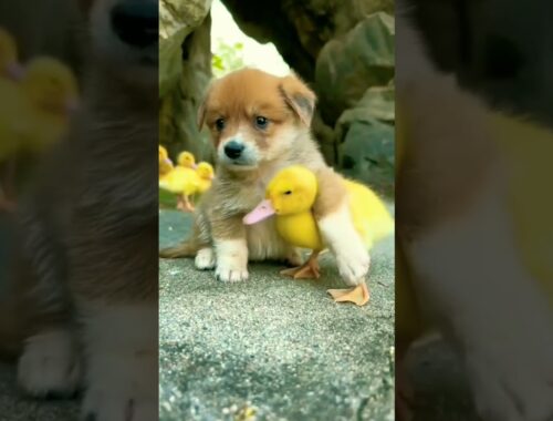 Cute puppy and baby duck //@my animals planet#shorts #trendingshorts