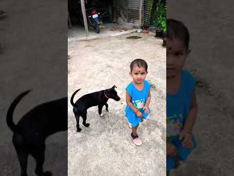 Cute puppy vs baby fight