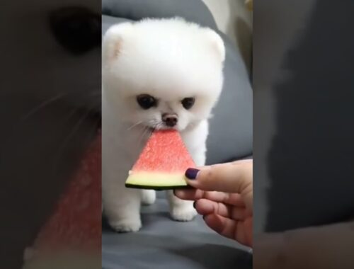 Cute Puppy Eating Watermelon #shorts #chikichiki #shortsfeed