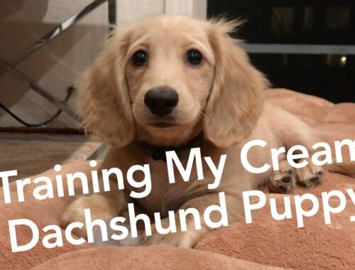 Training My Cream Dachshund Puppy | Cute Puppy ASMR