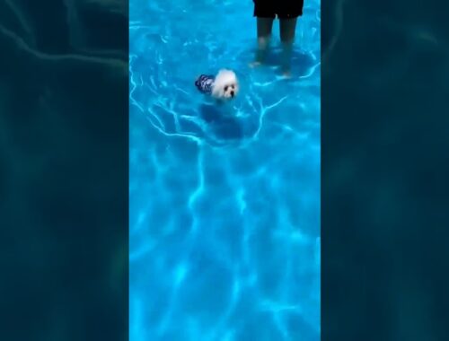 Cute Puppy Tries Swimming #shorts #chikichiki #shortsfeed