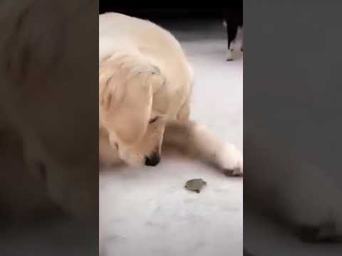 Cute puppy loves playing with baby turtle! #shorts #dog #cute #turtle